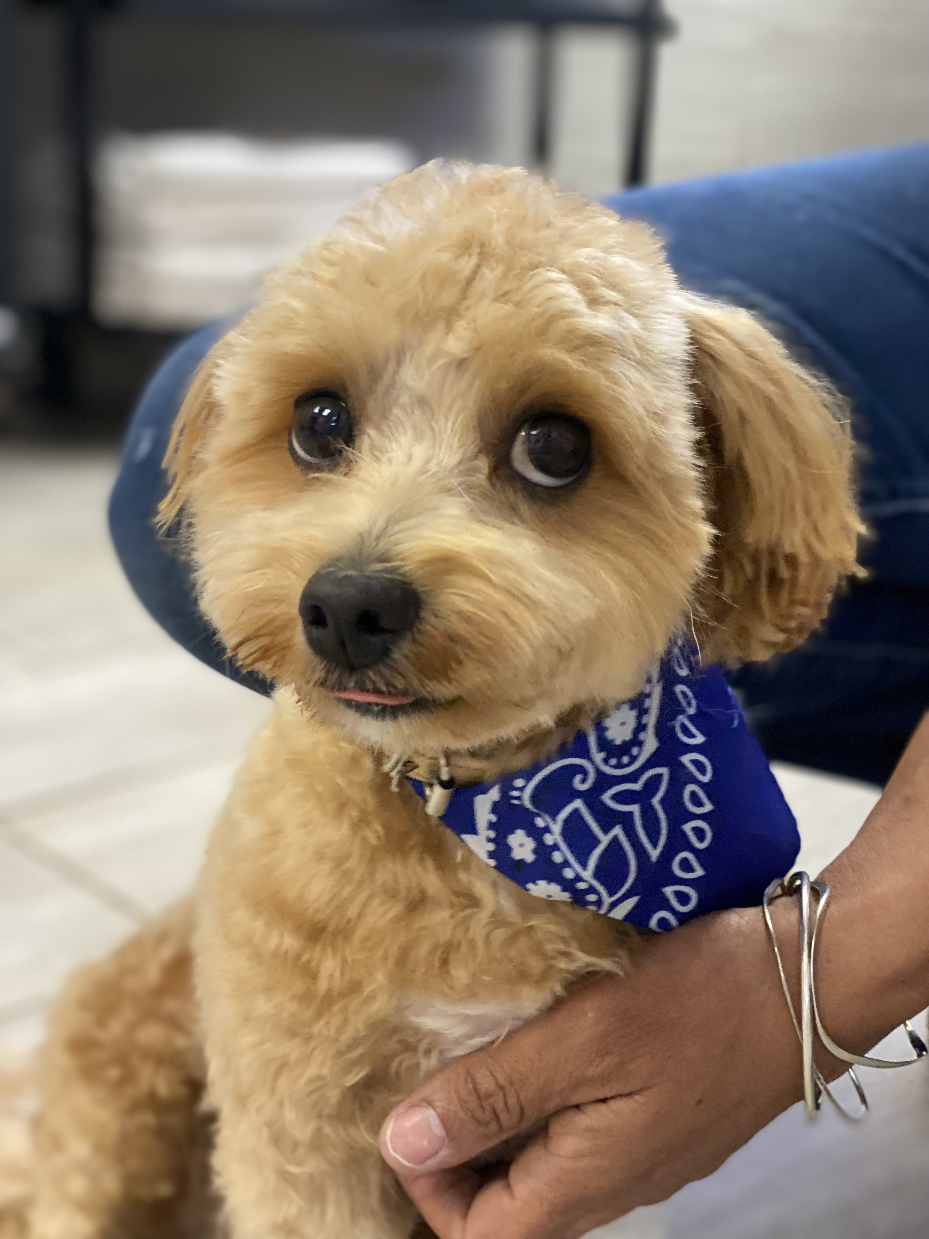 A small, fluffy dog with light brown fur and big, dark eyes, wearing a blue bandana, sitting next to a person's hand.
